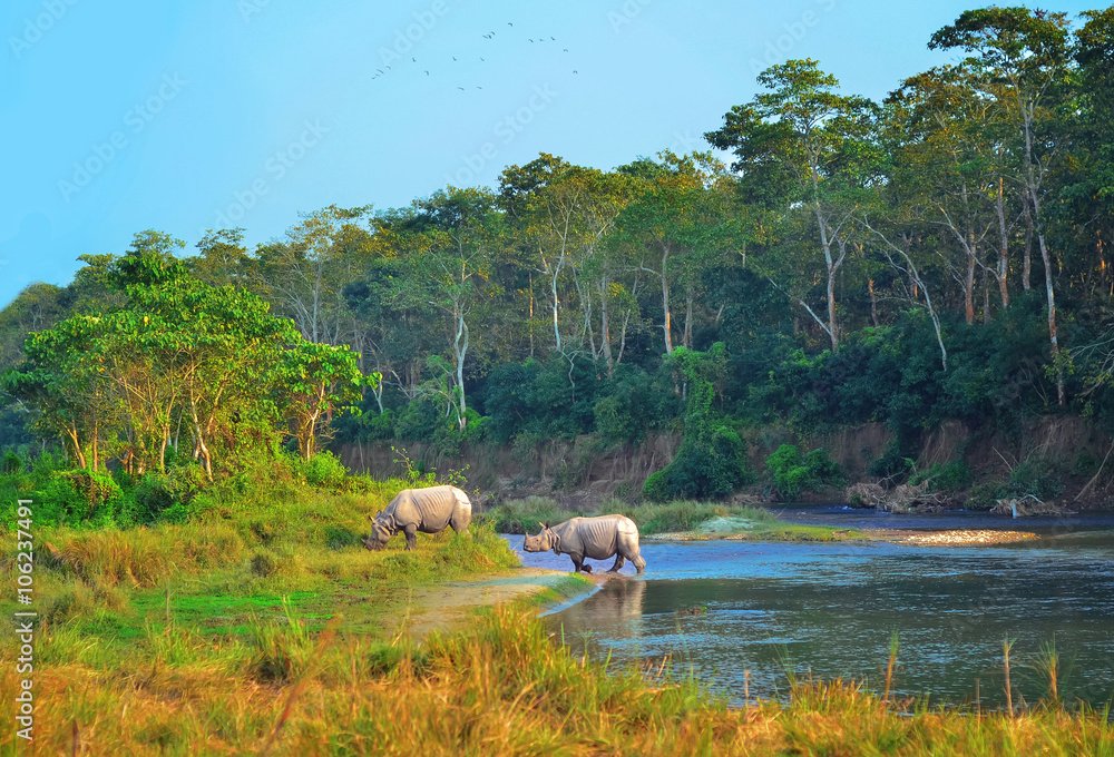 Jungle Safari Chitwan